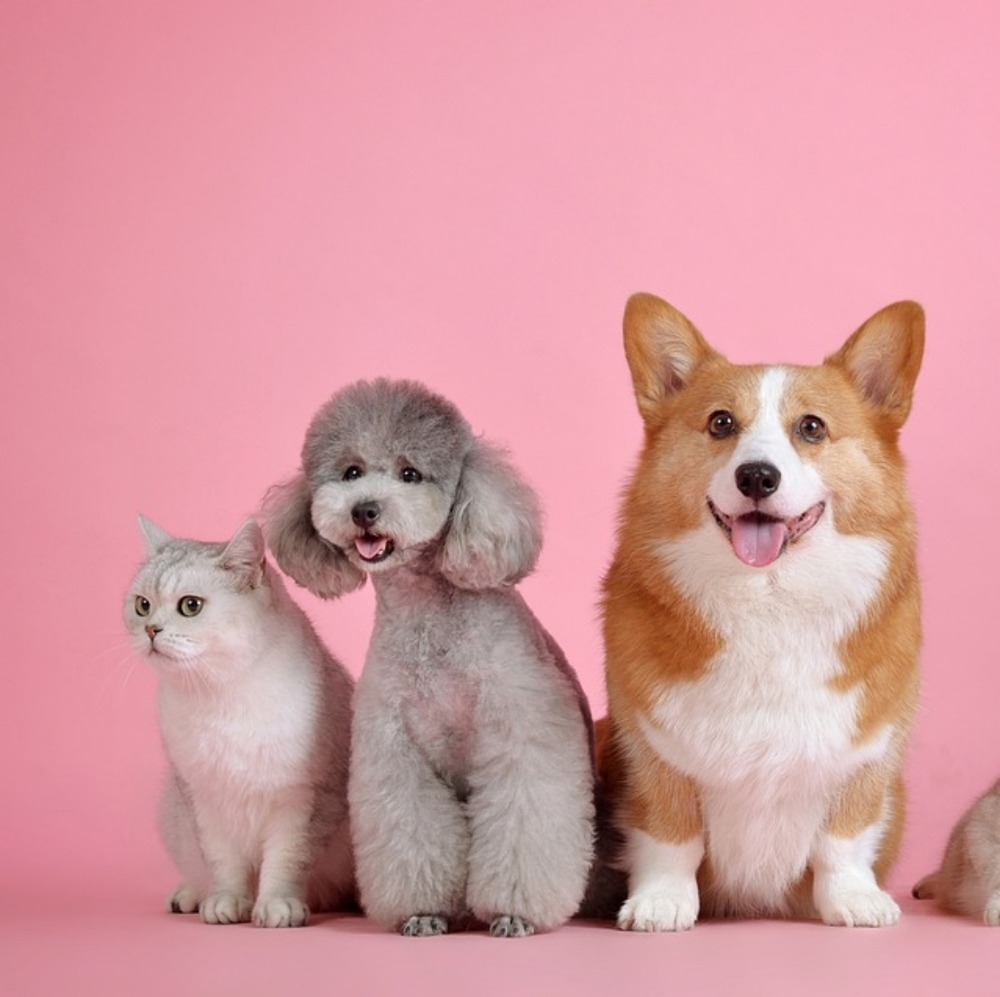 Pet Friendly